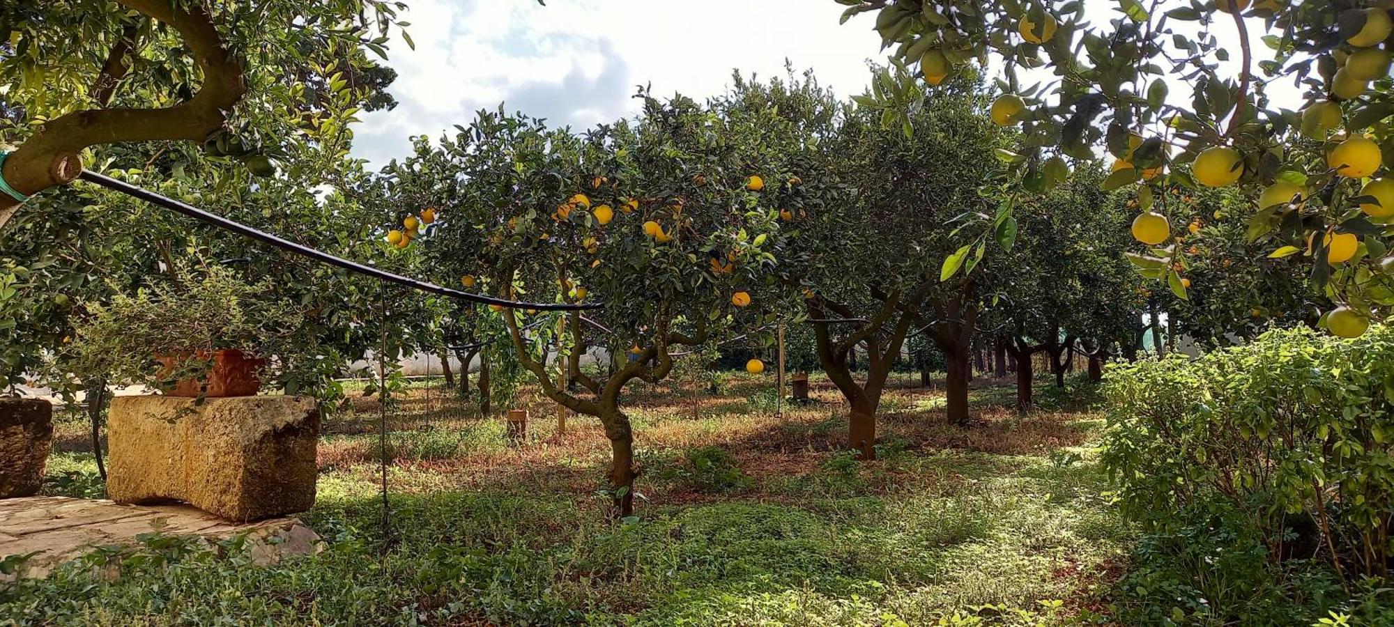 Baglio Spano - Antiche Dimore Di Sicilia ペトロジーノ エクステリア 写真